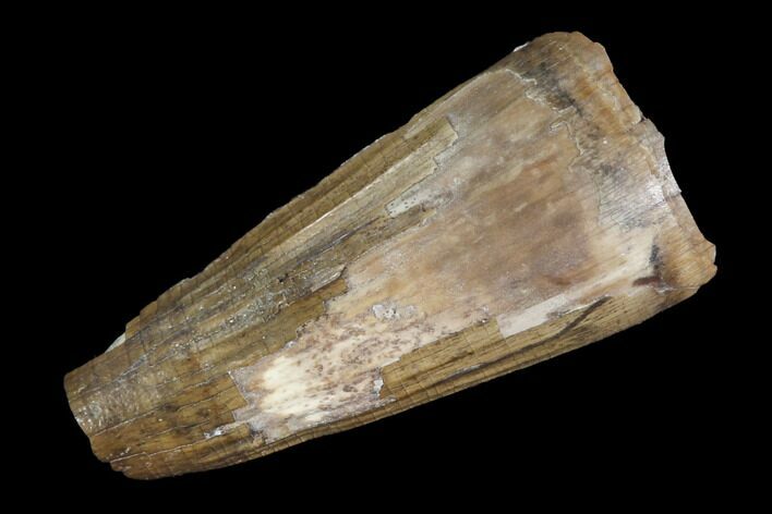 Fossil Crocodilian (Goniopholid) Tooth - Texas #88759